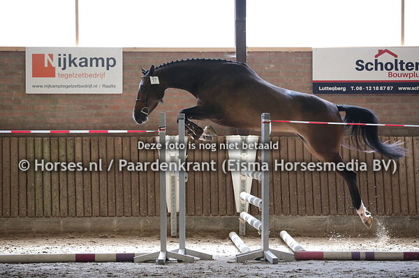 17 Jewel's Molga (Ultimo x Du Molga v. Lucky Boy)