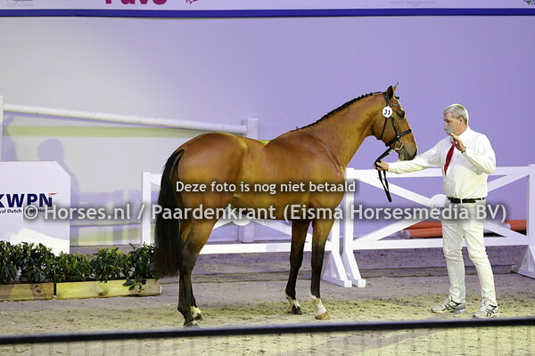 31 N. Eighteen (Cascadello I x Ersinaa v. Emilion)