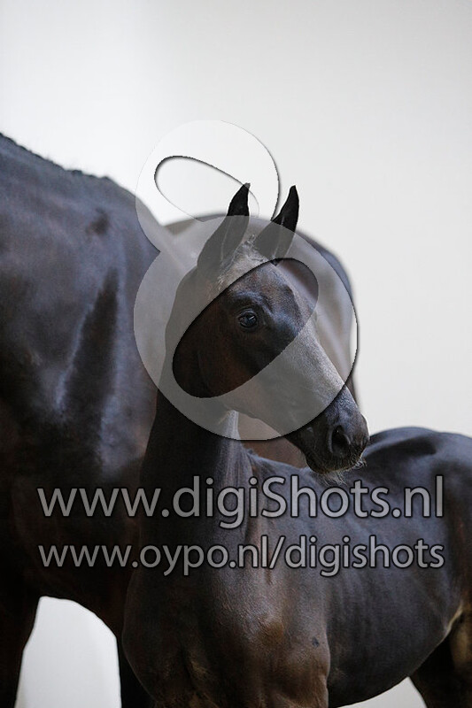 Ojarieta Texel v. Glocks Toto Jr