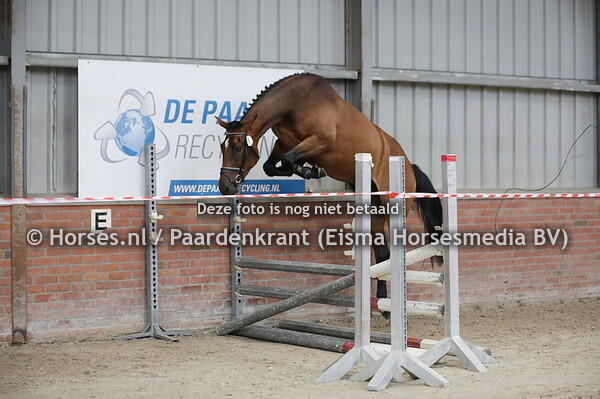 6 Polita (Conthargos x Lakannita v. kannan)