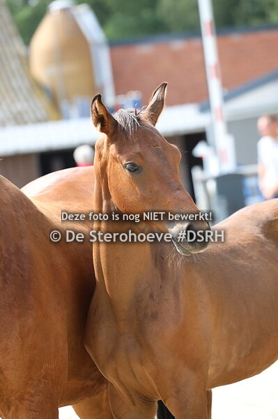 springveulens vrouwelijk