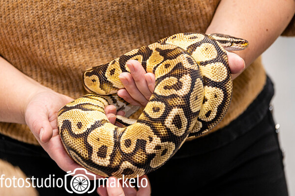 Reptielen bij Obs de Zwaluw