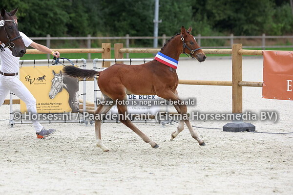 102 Verstappen LK (Raikkonen x Bodena v. Hold Up premier)