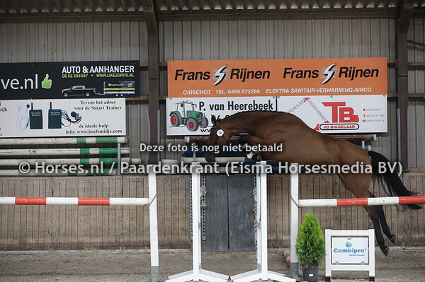 4 Molisca JPP (Carrera VDL x Colisca v. Quaprice)