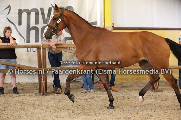 1 Syraleen Apardi x Hyraleen v, Tornesch)