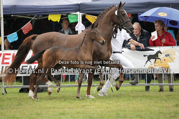 21-07-2022 Terschuur Veulenkeuring