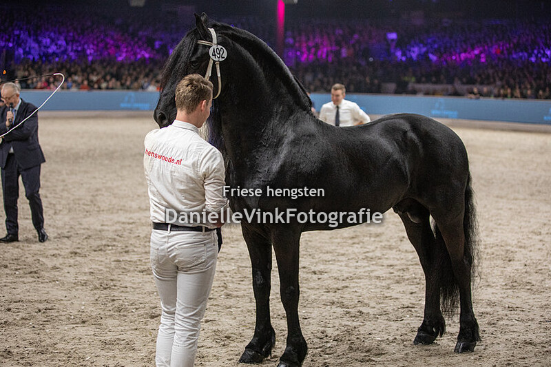 Hengstenkeuring 2024 Nane 492