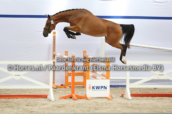 221 Spring Time Girl SHG (Check In x Cornet Obolensky