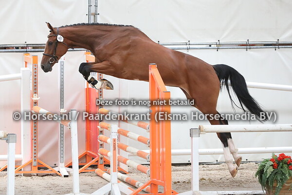 99 Litello (Harley VDL x Zitello v. Voltaire)