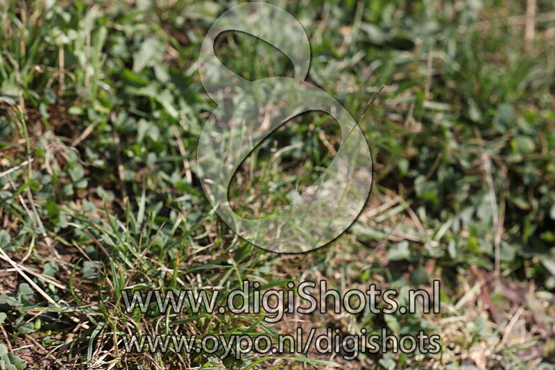 Ring 12 Zestal paarden Klasse L