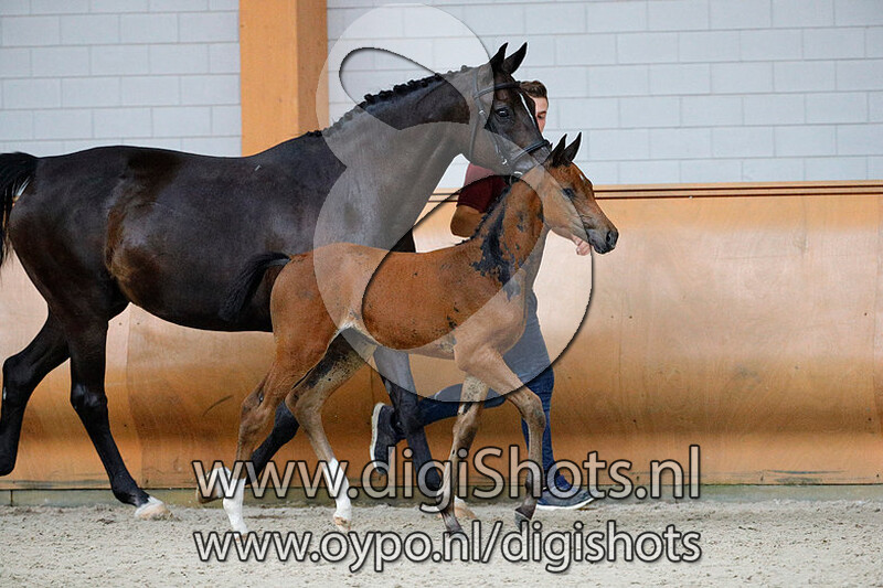 Nakilly D v. Comthago VDL