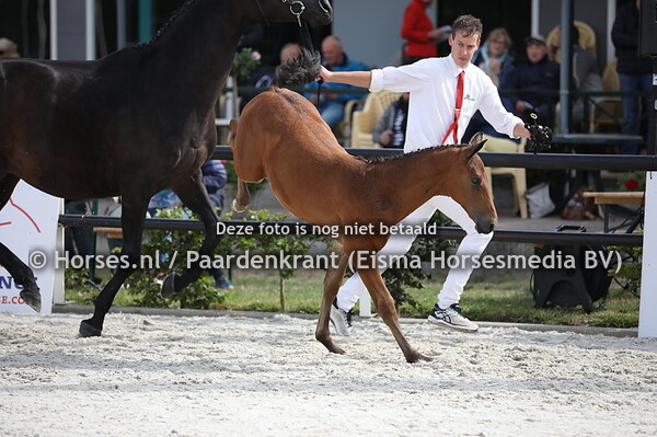 7 Olympia VDL (Carrera VDL x Tolivia v. Corrado I)