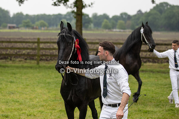 18. Soof van de Demro Stables