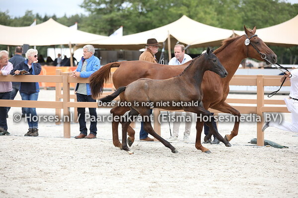 137 OMG (Illusion x Dacamorka v. Quasimodo Z)