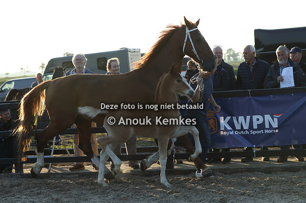 U-Roos M2 ( Olympus HS x Crescendo )