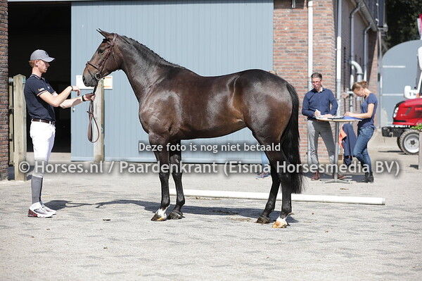 19 Mistic Lady (Glasgow van't Merelnest x Wiggy v. namelus R)