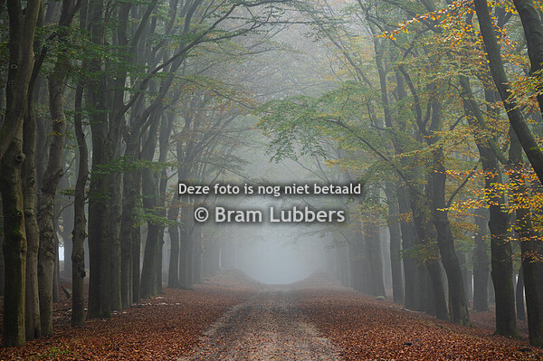 Herfstkleuren in het bos