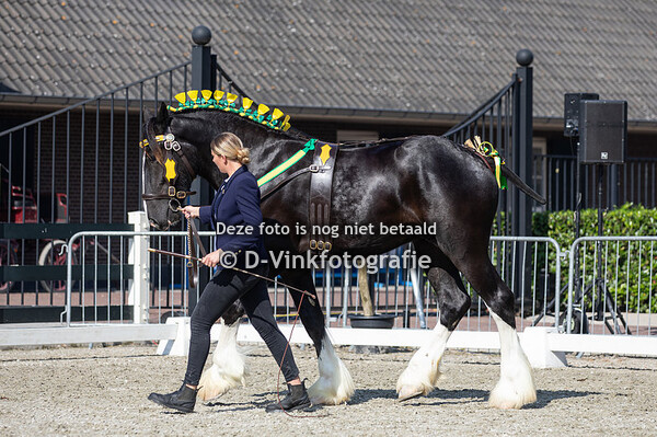 9. 1 jarige hengsten
