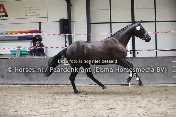 1 Miss M (Apache x Wa-Ira v. Orame)