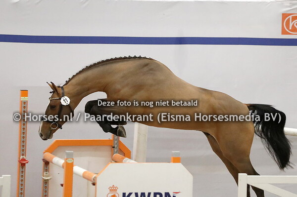 11 Roland Garos VDL (Arezzo x Messya v. Impressive)