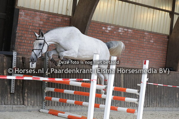 9 Papillion Blanc (Kardesh x Evita v. Van Gogh)