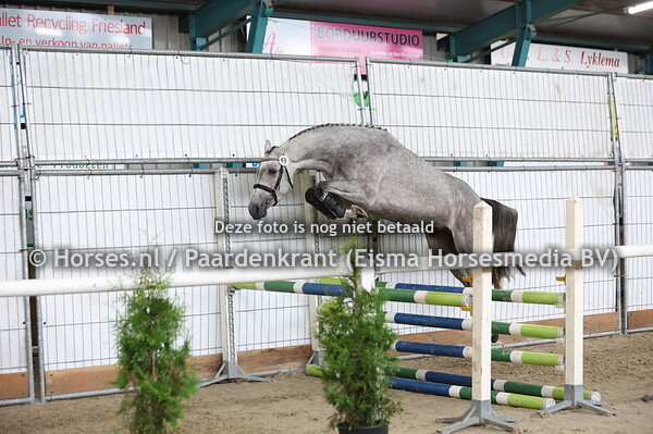 69 Lenna Roos VDL Z (Landino VDL x Jenna Roos v. Corland)