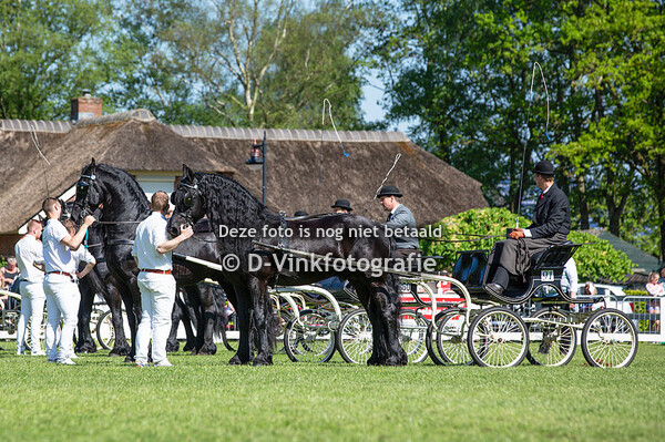 16. KFPS Tuigpaardhengsten