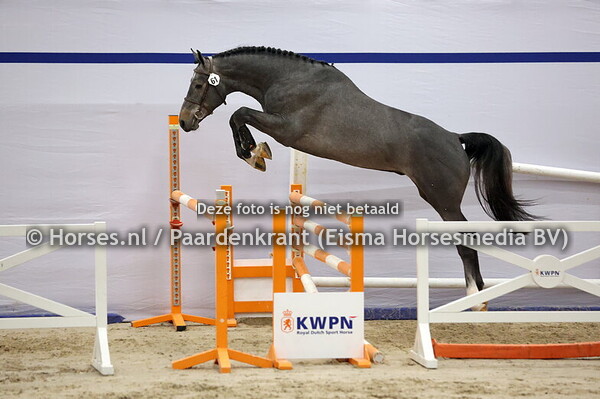 61 (Diarado x Chacoon Blue)