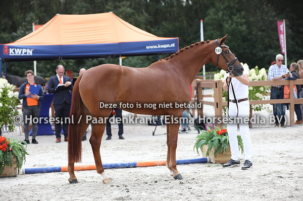 185 Lalique Equitop (Eye Catcher x Tres Bien Sijgje v, Moreno)