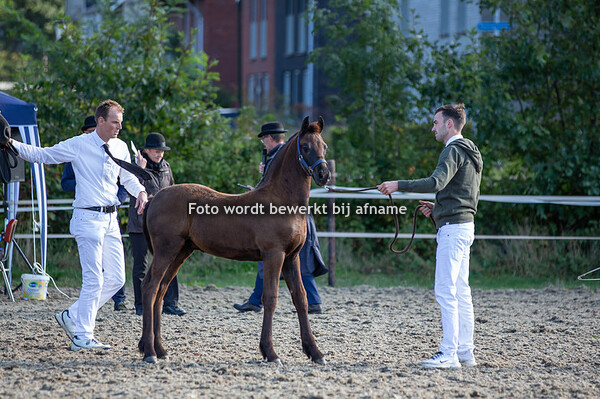 08. Marinus van het Weppus