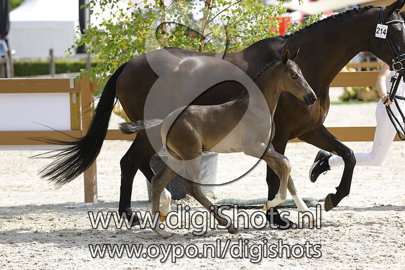 Tricaro v. Extreme US