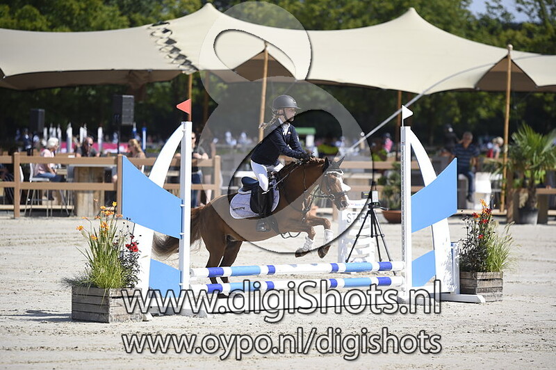 Springen Ponies 0.50cm