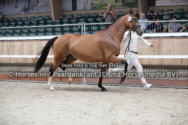 312 Irysette SK (Ampere x Rysette v. Triton)