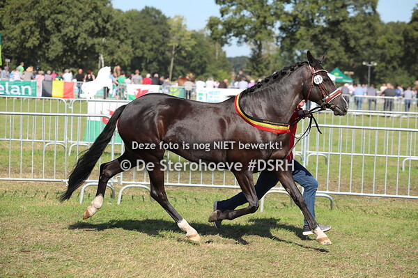 5.Kampioenschap merries