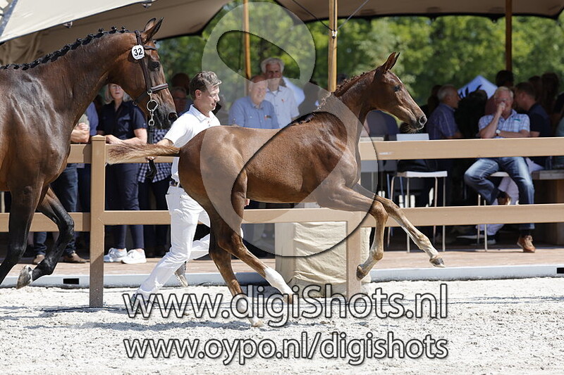 Tres-Chique v. Qupido H