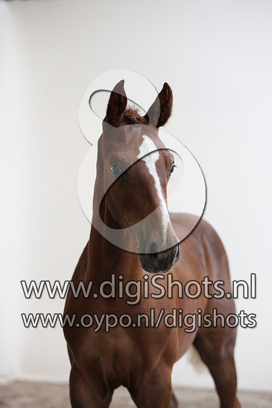 New Sapphire v. Glasgow van t Merelsnest