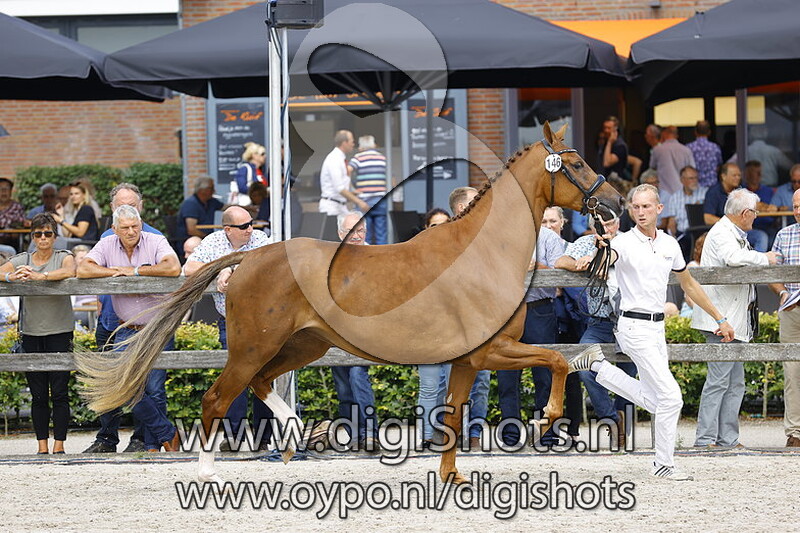 146 Newvaniz DS v. Glock's Toto Jr