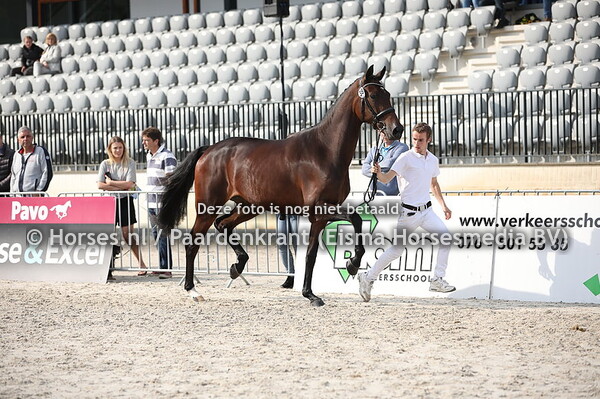 38 Limoncello TC (Dream Boy x Florence v. Lord Sinclair)