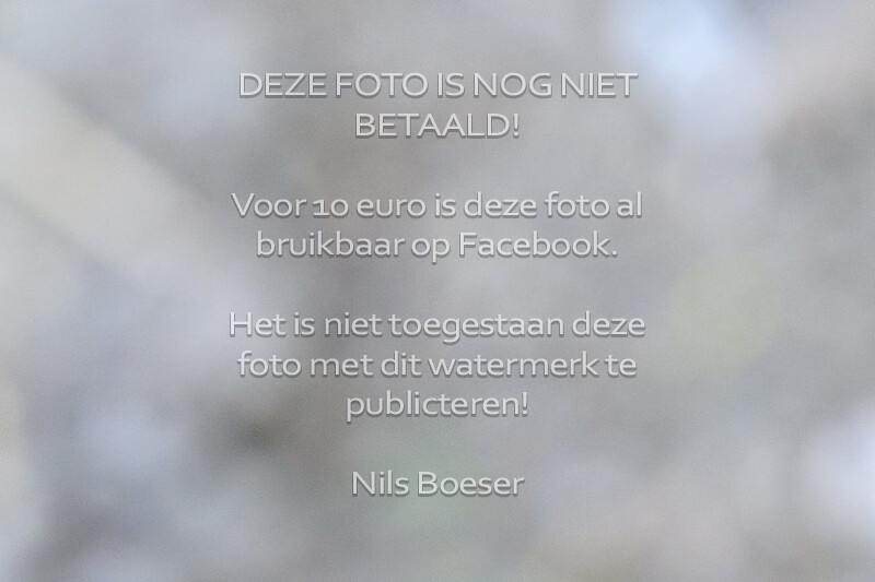 1 Oefenspringen Paarden