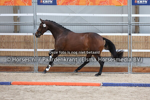 203 Nadea (Desperado x Gondea v. Breezer)