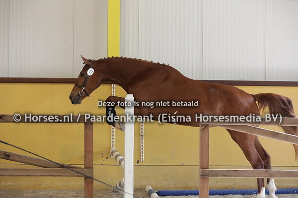 17 Oprah-Vanta (Levisto x Wies v. Nassau)