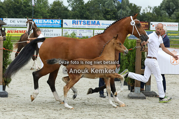 34 - Vino ( Olympus HS x Tendens HBC )