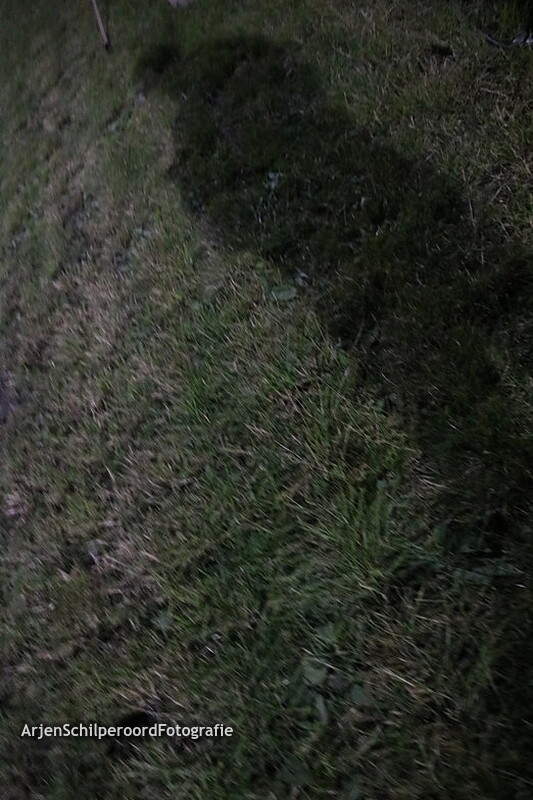 Hippisch Holtrijk Grolloo 06-07-2019 Champiot van Grolloo