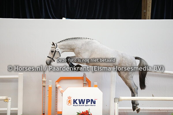 42 Cohinoor VDL x Harley VDL