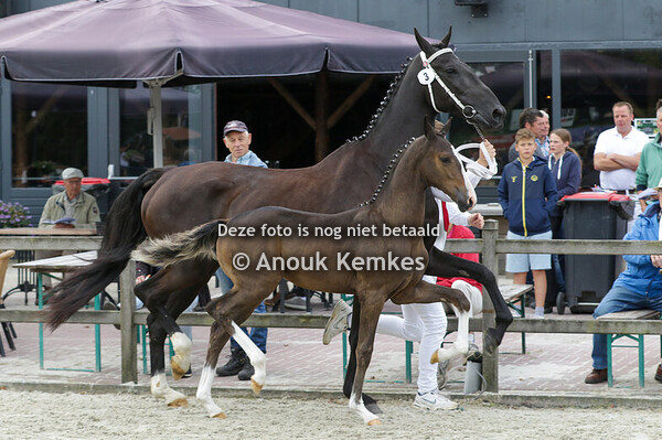 003 - U R SO ELEGANT RSH OBERON X DYLANO M.H.H. RITSMA, WIJNJEWOUDE