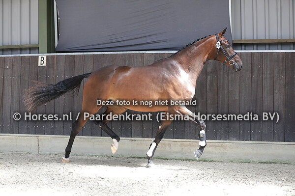 234 Merci (Franklin x Gerdien v. Bordeaux)