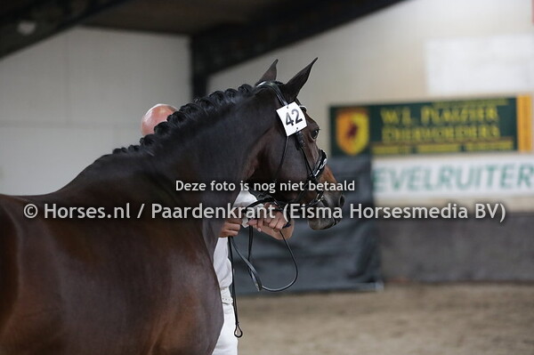 42 Donna Bella (Metall x Symphony v. Gribaldi)