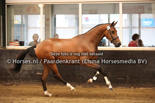 61 My Gentle Morka v Ferdeaux