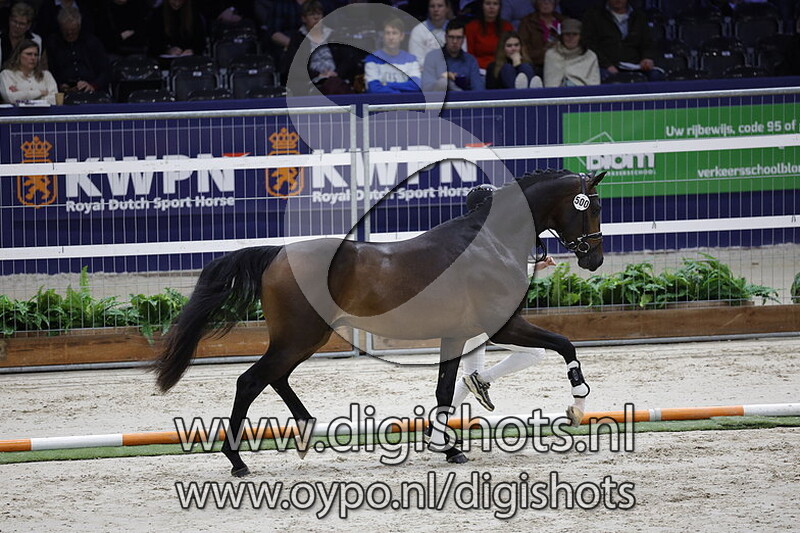 Racoon v. Sir Donnerhall I - 500