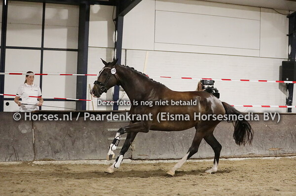 110 Natalia (Negro x Uferlia v. Krack C)